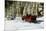 Two people riding sleigh pulled by horses near evergreen forest in winter-Panoramic Images-Mounted Photographic Print