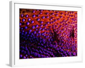 Two Periclemenes Soror Shrimps-Andrea Ferrari-Framed Photographic Print