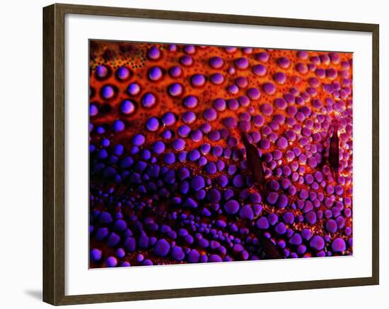 Two Periclemenes Soror Shrimps-Andrea Ferrari-Framed Photographic Print