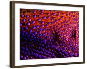 Two Periclemenes Soror Shrimps-Andrea Ferrari-Framed Photographic Print