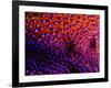 Two Periclemenes Soror Shrimps-Andrea Ferrari-Framed Photographic Print