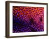 Two Periclemenes Soror Shrimps-Andrea Ferrari-Framed Photographic Print