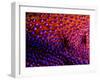 Two Periclemenes Soror Shrimps-Andrea Ferrari-Framed Photographic Print