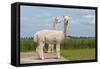 Two Peruvian Alpacas in A Dutch Animal Park-kruwt-Framed Stretched Canvas