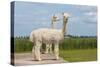 Two Peruvian Alpacas in A Dutch Animal Park-kruwt-Stretched Canvas