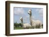 Two Peruvian Alpacas in A Dutch Animal Park-kruwt-Framed Photographic Print