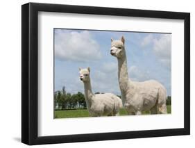 Two Peruvian Alpacas in A Dutch Animal Park-kruwt-Framed Photographic Print