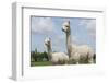 Two Peruvian Alpacas in A Dutch Animal Park-kruwt-Framed Photographic Print