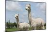 Two Peruvian Alpacas in A Dutch Animal Park-kruwt-Mounted Photographic Print