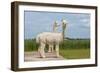 Two Peruvian Alpacas in A Dutch Animal Park-kruwt-Framed Photographic Print