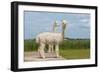 Two Peruvian Alpacas in A Dutch Animal Park-kruwt-Framed Photographic Print