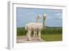 Two Peruvian Alpacas in A Dutch Animal Park-kruwt-Framed Photographic Print