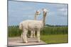 Two Peruvian Alpacas in A Dutch Animal Park-kruwt-Mounted Photographic Print