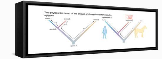 Two Phylogenies Based on the Amount of Change in Macromolecules. Evolution-Encyclopaedia Britannica-Framed Stretched Canvas