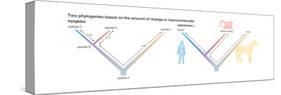 Two Phylogenies Based on the Amount of Change in Macromolecules. Evolution-Encyclopaedia Britannica-Stretched Canvas