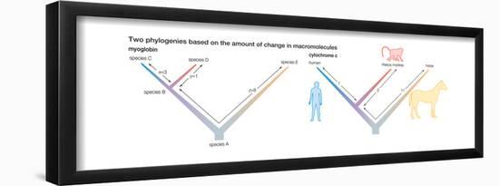 Two Phylogenies Based on the Amount of Change in Macromolecules. Evolution-Encyclopaedia Britannica-Framed Poster