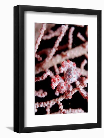 Two Pigmy-Seahorses (Hippocampus Bargibanti) on a Sea Fan, Komodo National Park, Indian Ocean.-Reinhard Dirscherl-Framed Photographic Print