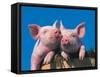 Two Pigs in a Bushel-Lynn M^ Stone-Framed Stretched Canvas