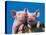 Two Pigs in a Bushel-Lynn M^ Stone-Stretched Canvas