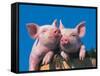 Two Pigs in a Bushel-Lynn M^ Stone-Framed Stretched Canvas