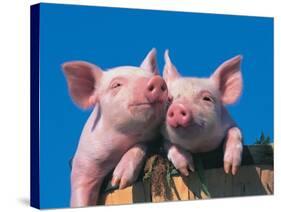 Two Pigs in a Bushel-Lynn M^ Stone-Stretched Canvas