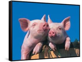 Two Pigs in a Bushel-Lynn M^ Stone-Framed Stretched Canvas