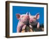 Two Pigs in a Bushel-Lynn M^ Stone-Framed Premium Photographic Print