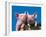 Two Pigs in a Bushel-Lynn M^ Stone-Framed Premium Photographic Print