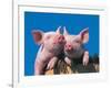 Two Pigs in a Bushel-Lynn M^ Stone-Framed Photographic Print