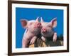 Two Pigs in a Bushel-Lynn M^ Stone-Framed Photographic Print