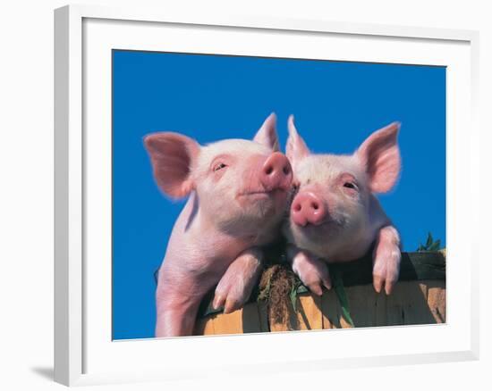 Two Pigs in a Bushel-Lynn M^ Stone-Framed Photographic Print