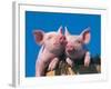 Two Pigs in a Bushel-Lynn M^ Stone-Framed Photographic Print