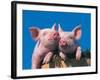 Two Pigs in a Bushel-Lynn M^ Stone-Framed Photographic Print