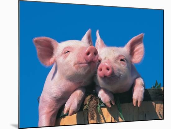 Two Pigs in a Bushel-Lynn M^ Stone-Mounted Photographic Print