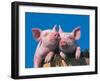 Two Pigs in a Bushel-Lynn M^ Stone-Framed Photographic Print