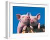 Two Pigs in a Bushel-Lynn M^ Stone-Framed Photographic Print