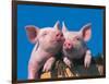 Two Pigs in a Bushel-Lynn M^ Stone-Framed Photographic Print