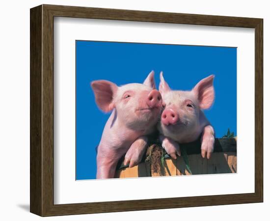 Two Pigs in a Bushel-Lynn M^ Stone-Framed Photographic Print