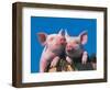 Two Pigs in a Bushel-Lynn M^ Stone-Framed Photographic Print