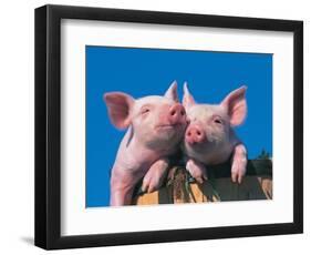 Two Pigs in a Bushel-Lynn M^ Stone-Framed Photographic Print