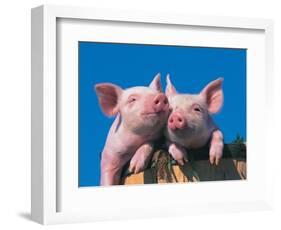 Two Pigs in a Bushel-Lynn M^ Stone-Framed Photographic Print