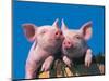 Two Pigs in a Bushel-Lynn M^ Stone-Mounted Photographic Print