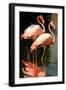 Two Pink Flamingos on the lake-Vivienne Dupont-Framed Art Print