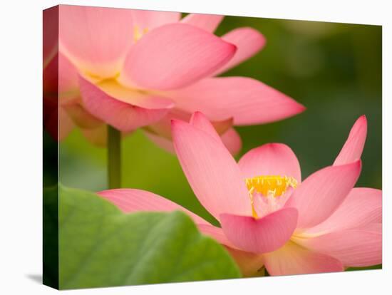 Two Pink Lotus Blossoms, Kenilworth Aquatic Gardens, Washington DC, USA-Corey Hilz-Stretched Canvas