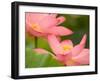 Two Pink Lotus Blossoms, Kenilworth Aquatic Gardens, Washington DC, USA-Corey Hilz-Framed Photographic Print