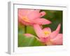 Two Pink Lotus Blossoms, Kenilworth Aquatic Gardens, Washington DC, USA-Corey Hilz-Framed Photographic Print