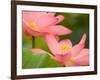 Two Pink Lotus Blossoms, Kenilworth Aquatic Gardens, Washington DC, USA-Corey Hilz-Framed Photographic Print