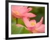 Two Pink Lotus Blossoms, Kenilworth Aquatic Gardens, Washington DC, USA-Corey Hilz-Framed Photographic Print