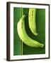 Two Plantains on a Banana Leaf-Armin Zogbaum-Framed Photographic Print