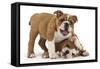 Two Playful Bulldog Puppies, 11 Weeks-Mark Taylor-Framed Stretched Canvas